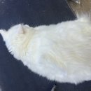 펫마트 강아지 논산점 이미지