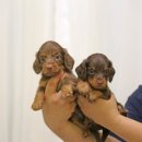 퍼피 비비드 강아지분양 하남미사본점 이미지