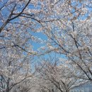 강서 낙동강30리 벚꽃축제(2025년) 이미지