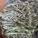 날마다 소풍 이미지