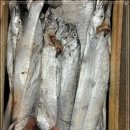 10월 25일(월) 목포는항구다 생선카페 판매생선[ 횟감용 참돔 / 파갈치, 병어, 갯장어, / 새우젓, 멸치액젓, 멸치젓 ] 이미지