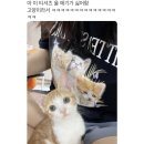 꼬솝