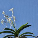 소엽풍란 이미지