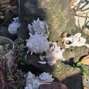 모슬포 포구민박 이미지