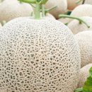 소중농장 이미지