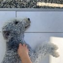 웨스트앤드  빌 | [호주 워홀] 눈물은 따듯해