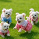 언니네강아지 | 다이소 강아지 한복 선물 | 남편이 언니네 강아지 밍키에게 준비한 미리 명절 선물