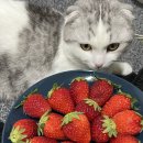 파리바게뜨산본목련점 이미지