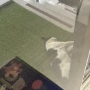 카페어은돌바다다
