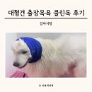 클린독 이미지
