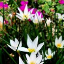 소나무향기 이미지