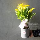 영남화분