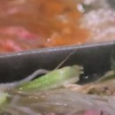 튼튼식당
