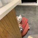 네일리틀냅