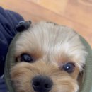 펫바보