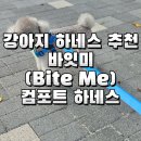 꼬꼬마 강아지 | 강아지 하네스 추천 | 바잇미 컴포트 하네스 핸즈프리 리쉬 리드줄 세트 실사용 후기