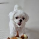 미스터몽