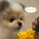 [리뷰] 영양소와 안전을 모두 잡고 싶다면, ANF 무해키트&amp;식스프리플러스 주목!/무해클래스/영양가 높은...