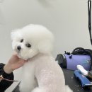 다시오개 이미지