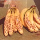 바나나(Banana) 운송 이미지