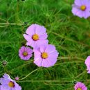 오케이 행정사 이미지