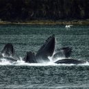 고래갈비 이미지