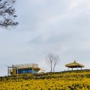 선도수선화 | 신안 선도 수선화축제 꽃구경 후기(개화상태, 가는방법, 신월항출발, 15분만에)