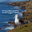 알바트로스 이미지