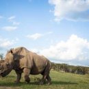 코뿔소 이미지