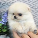 울산 제이앤독 애견샵 이미지