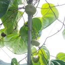 구름열매 이미지