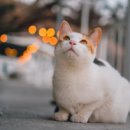 고양이랑 이미지