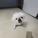 펫친구 | 춘천애견용품 구경거리 가득한 '미소펫'