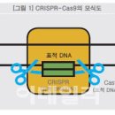 크리스퍼 카스나인(CRISPR-Cas9)
