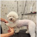 강아지 미용 이미지