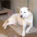 애견매니아 이미지