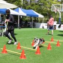 다녀올개 이미지