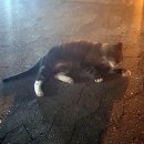 위드동물병원 이미지