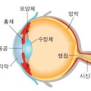 쭈꾸미(오징어) 눈보다도 성능이 안좋은 인간의 눈 이미지