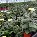 풍국농장 이미지