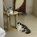 서울햇빛동물병원 이미지