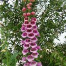 태안별주부마을 이미지