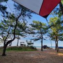 바다와 솔향기 이미지