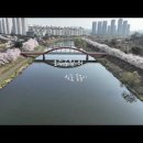 안산 호수공원의 벚꽃 물놀이 이미지