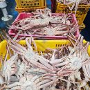 대저엽채산지유통센터 | 킹크랩 3kg 이상 주문시자숙홍게 3마리 서비스 실화?!