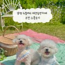 피앤비동물약품 | 양평 두물머리 애견동반카페 추천 소풍후기