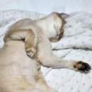 고양이이발관(부천신중동점) 이미지