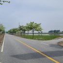 국도23호선가로수 이미지