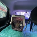 도도 켄넬 이미지