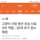 고양이 사망 원인 의심 사료 3개 적합 판정 이미지